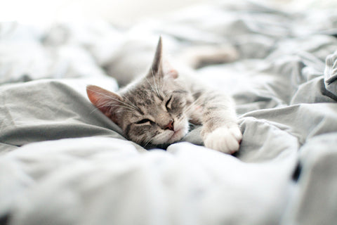 Kitten Nurses On Blanket