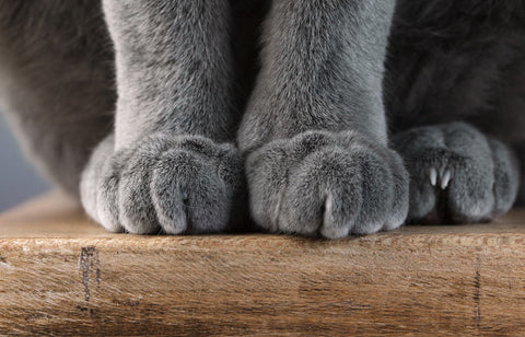 Alternatives To Declawing A Cat