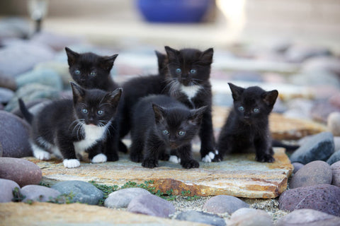 How Much To Feed A Kitten At 8 Weeks