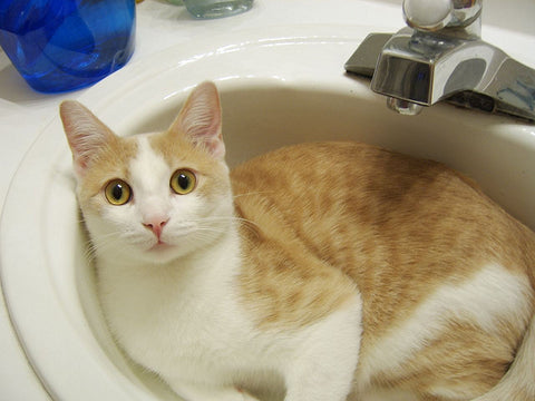 Cat Peeing In Sink What S Going On Here Cattybox