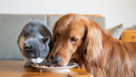 Can You Feed A Cat Dog Food In An Emergency