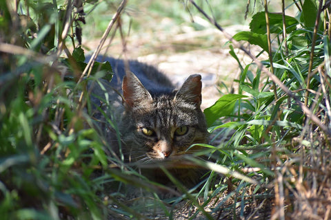 How To Get A Feral Cat Into A Carrier Peacefully