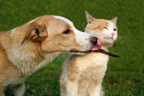 What Does It Mean When A Dog Licks A Cat