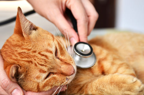 How To Know If Your Cat Has Liver Failure