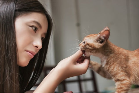 Cat Losing Hair At Base Of Tail