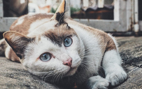 Cat Losing Hair At Base Of Tail