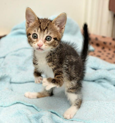 Kitten Standing On Hind Legs