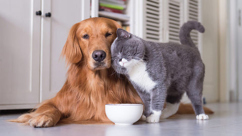 What Does It Mean When A Dog Licks A Cat