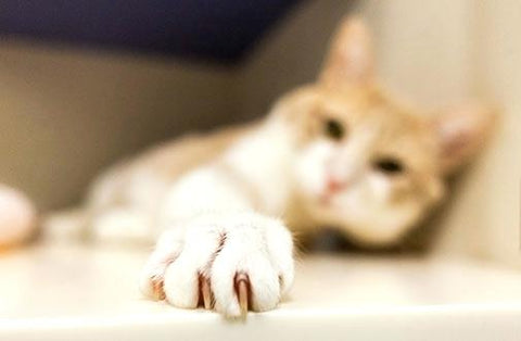 barrikade eksplodere Lyn All You Need To Know About Cat Paw Pad Infection – CattyBox