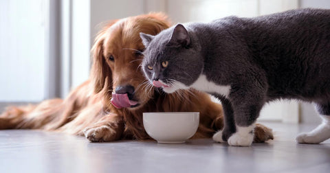 Can You Feed A Cat Dog Food In An Emergency