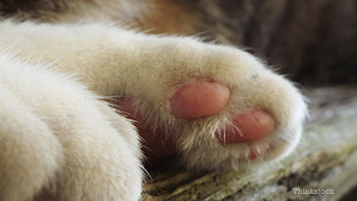 Causes of pat paw infection