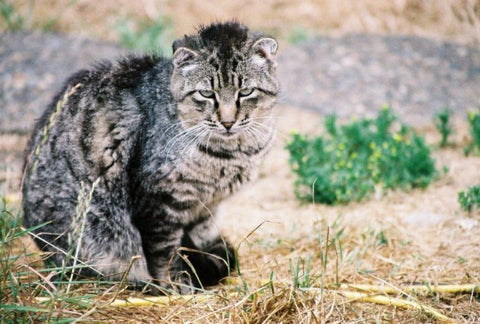 How To Get A Feral Cat Into A Carrier Peacefully