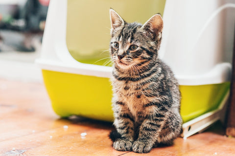 My Kitten Cries When Pooping