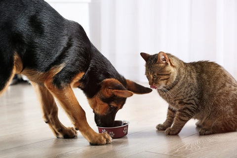 Can You Feed A Cat Dog Food In An Emergency