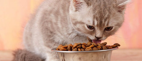 How Long Can A Cat Go Without Eating