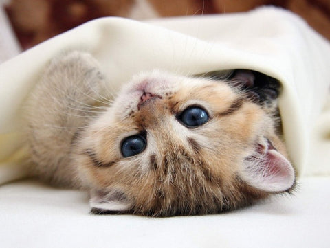 Kitten Nurses On Blanket
