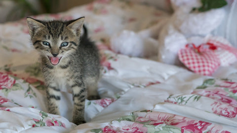 Kitten Pees On Bed