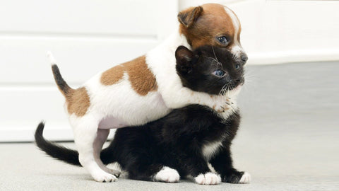 Kitten Attacking Dog