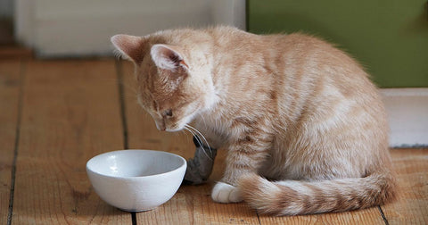 How Long Can A Cat Go Without Eating