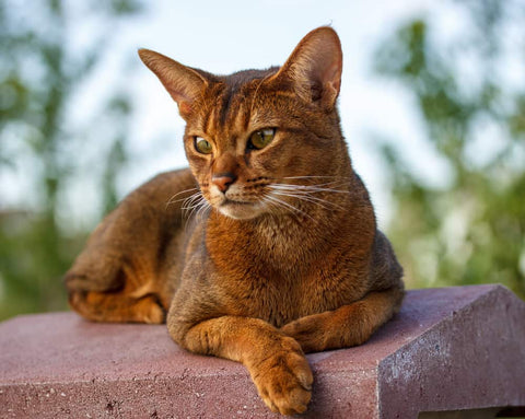 Cat Breeds With Big Ears