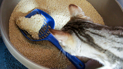 Cat Litter That Doesn't Stick To Paws: Characteristics And Suggestions