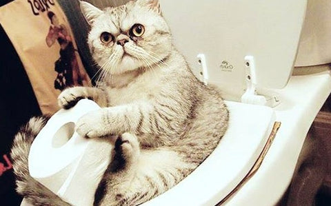 20 HQ Pictures Cat Using Toilet Training : CitiKitty Cat Toilet Training Kit - CitiKitty Inc.