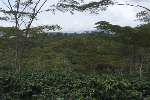 A view of Jose’s farm with plenty of natural shade.