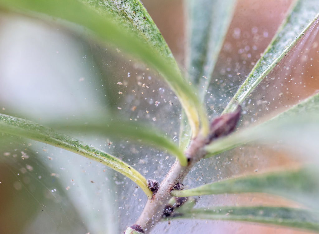 How To Get Rid Of Spider Mites On Houseplants Wallygro