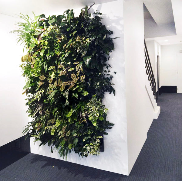 Hire Plants Wally Pro Pocket Vertical Garden Wall