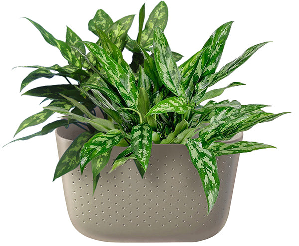 Chinese Evergreen in Wally Eco Stone