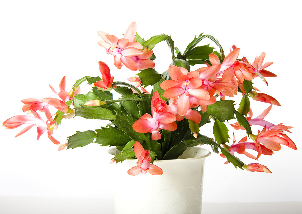 Christmas Cactus