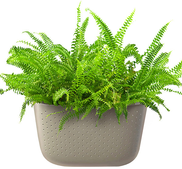 Kimberly Queen Fern in Wally Eco Stone