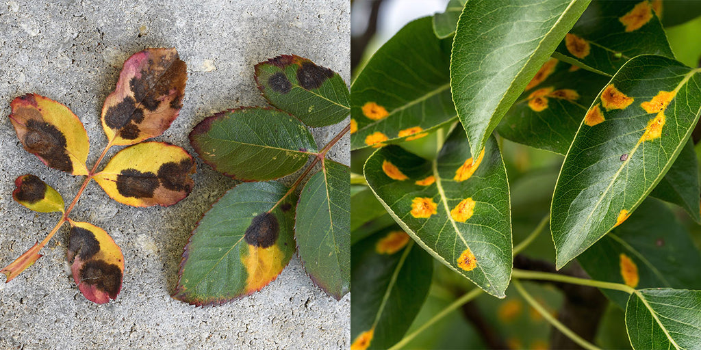 Fungal Leaf Spots and Rust