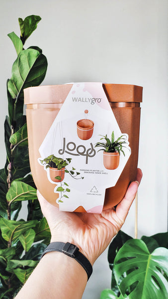 Little and Luxe | WallyGro Terracotta Loop