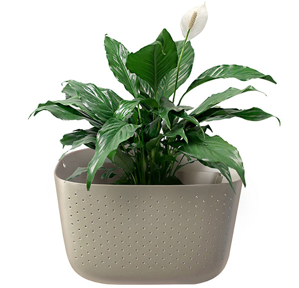Peace Lily in Wally Eco Stone