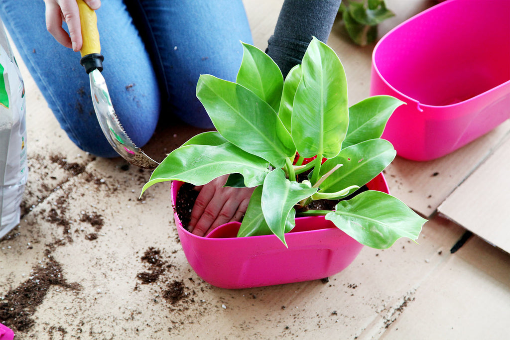 Planting the Wally Eco Galentine's Day Plant Wall Project with Wally Eco Planters