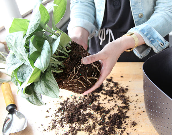 Repotting a plant into a Wally Eco