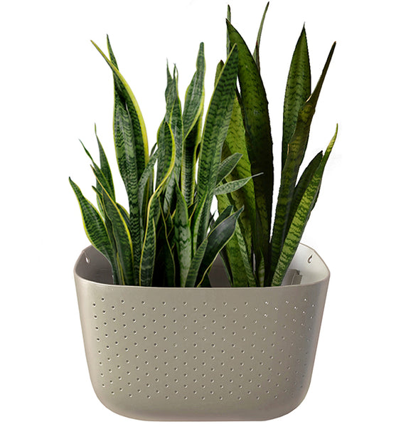 Snake Plant in Wally Eco Stone