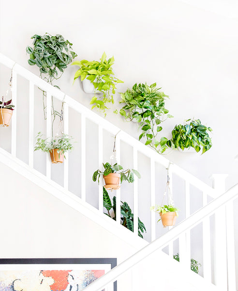 Soiledplanties Diagonal plant wall