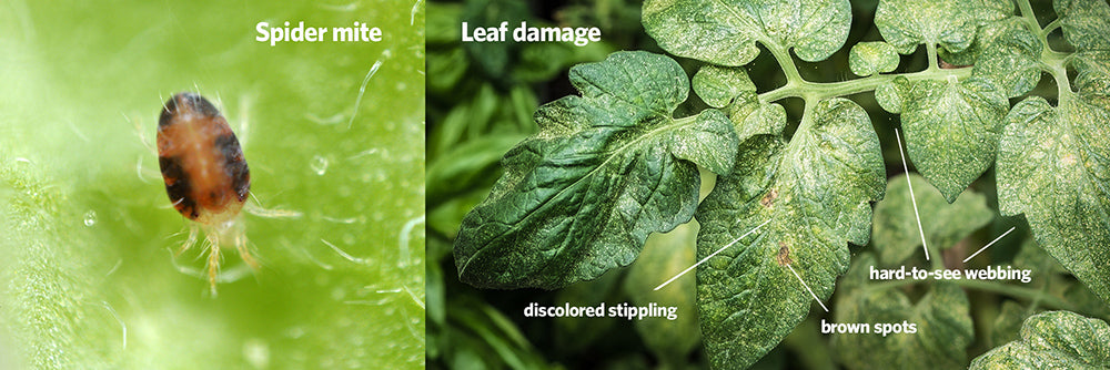 Spider mites and leaf damage