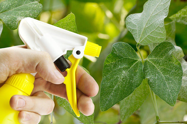 Spraying leaves with spider mites