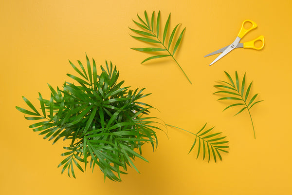 Trimming Leaves Off of a Houseplant