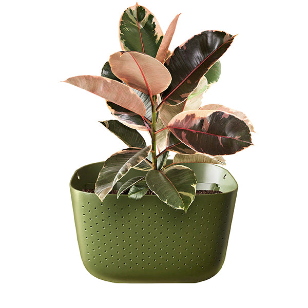 Variegated Rubber Plant in Wally Eco Olive