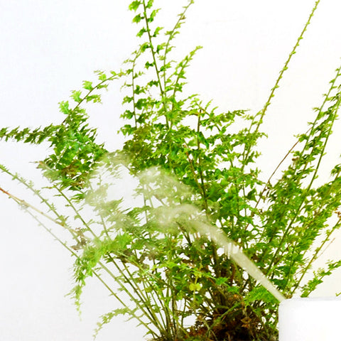 Misting A Plant