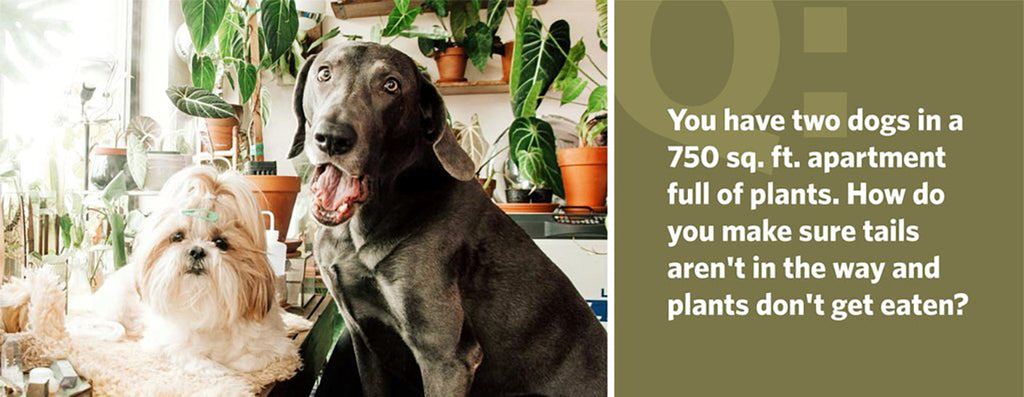 You have two dogs in a 750 sq. ft. apartment full of plants. How do you make sure tails aren't in the way and plants don't get eaten?