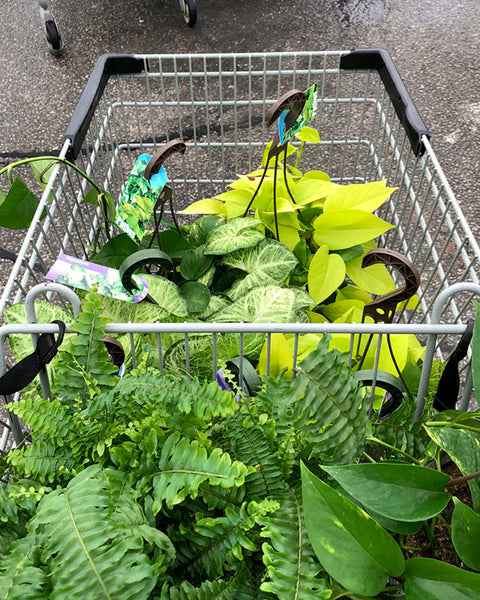 Shopping for plants
