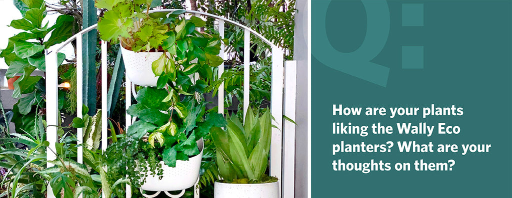 How are your plants liking the Wally Eco planters? What are your thoughts on them?
