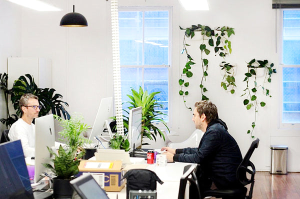 The Next Episode Plant Wall Office Space