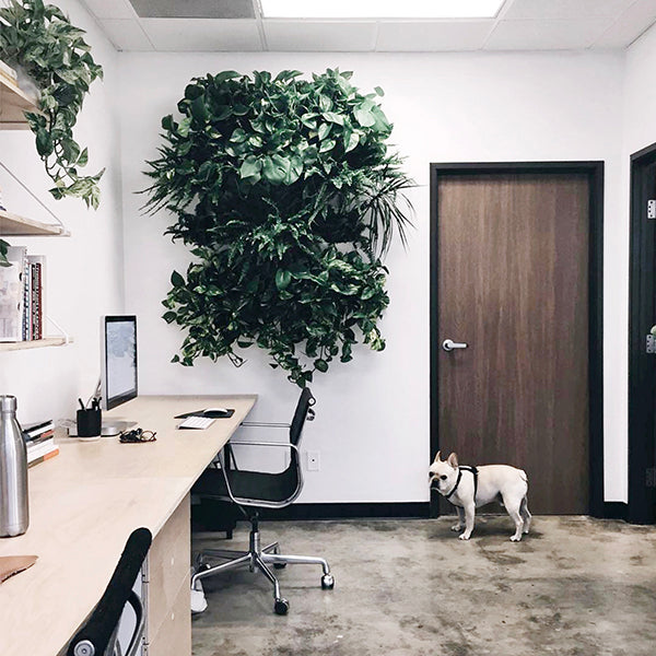 Nordengoods office plant wall