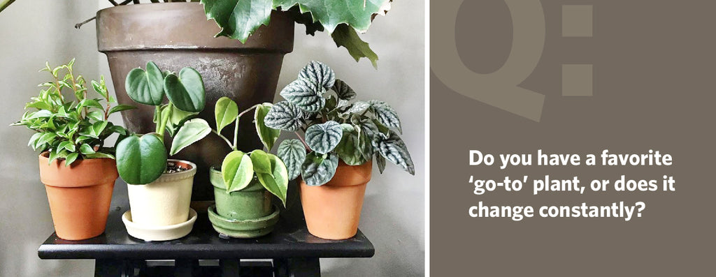 Do you have a favorite ‘go-to’ plant, or does it change constantly?